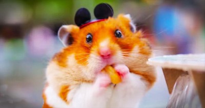 Tiny Hamster Has The BEST Day At Walt Disney World. So Many SMILES!
