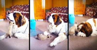 Precious Kitty Plays With Patient Pup. AWW! 