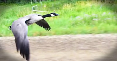 Beautiful Goose Rescue Will Leave You In AWE