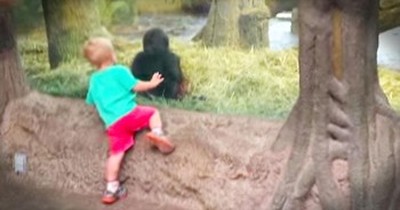 Toddler Has Adorable Playtime With Gorilla At The Zoo 