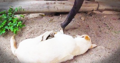 Baby Elephant Hilariously Tries To Wake Up Sleepy Dog 