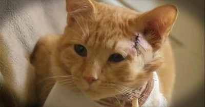 Hero Cat Takes A Bullet For 3-Year-Old Little Boy 
