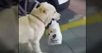 Momma Dog Gives CUTEST Definition To The Term ‘Doggie Bag’ 