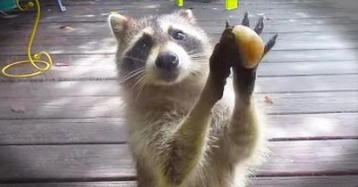Funny Raccoon ‘Knocks’ On Door For More Food 