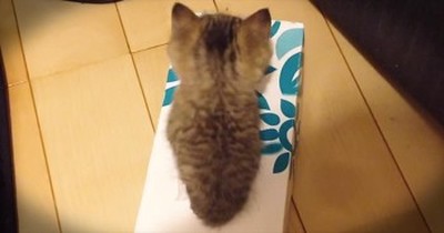 Kitten Tries To Fit In Box Until THIS Happens. How Precious! 