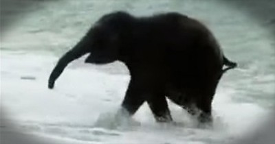 Baby Elephant Sees The Ocean For The First Time. AWW!! 