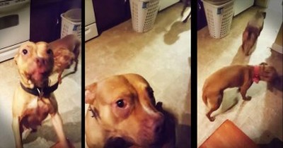 Hilariously Guilty Pups Run Away When Asked ‘Who Tore Up The Pants’ 