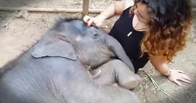 Baby Elephant Falls Asleep To The SWEETEST Lullaby 