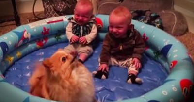 Adorable Twins And Pomeranian Will Have You ROLLING! 