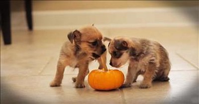 Puppies' First Pumpkin Experience Is TOO Cute To Miss! 