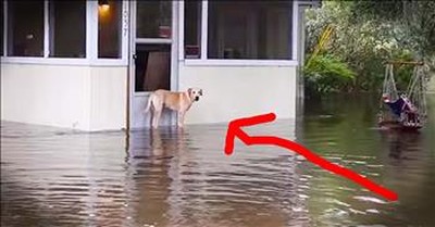 Good Samaritan Saves Dog Stranded In Flood Water 