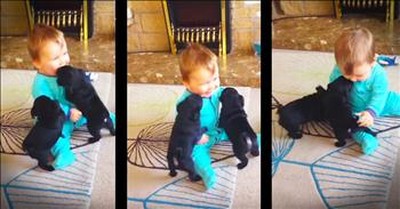 Adorable Pug Puppies Give Baby The Giggles 