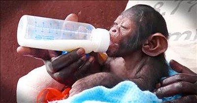 Precious Baby Chimp Falls Asleep Drinking Bottle 