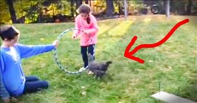 Well-Trained Chicken Completes Obstacle Course - LOL! 