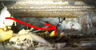Terrified Pup Living On The Street Gets Amazing Rescue
