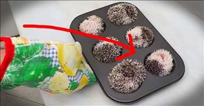 Adorable Hedgehogs Muffin Are TOO Cute! 