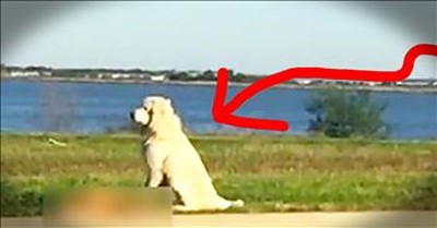 Dog Stands Vigil Over Friend’s Dead Body 