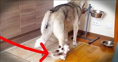 Playful Kitty Won’t Leave Husky Alone During Dinner 