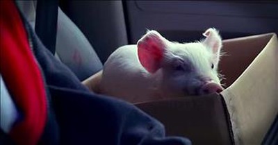 Stray Piglet’s Journey Will Melt Your Heart 