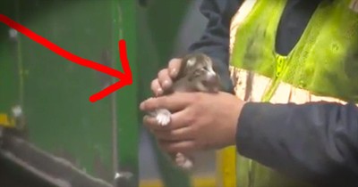 Tiny Kitten Is Rescued Seconds Before Being Crushed