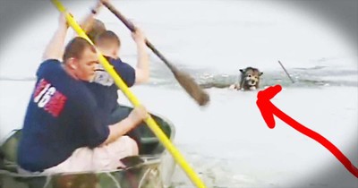 Dog's Icy Rescue Had Me Holding My Breath!