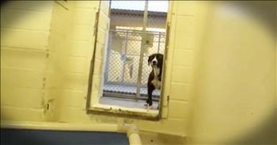 This Pup's Reaction When He Realizes He's Getting Adopted...Precious! 