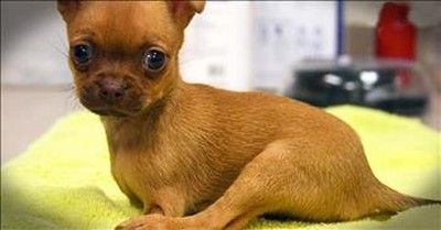 Tiny Puppy With No Front Legs Finds Forever Home 