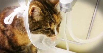 Cat Find The Silver Lining To A Post-Surgery Cone 
