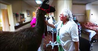 Llamas Brings Smiles To Nursing Home 