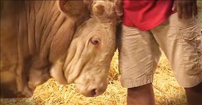Caged Bull Gets First Taste Of Freedom – TEARS! 
