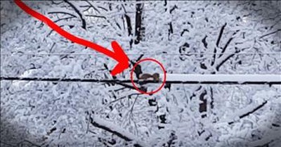 Squirrel Is Hilarious And Tiny Snow Plow 
