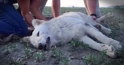 Abandoned German Shepherd Gets Heart-Pounding Desert Rescue
