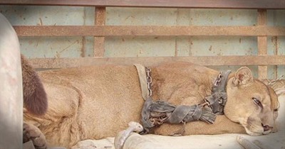 Chained Circus Mountain Lion Gets First Taste Of Freedom