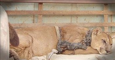 Chained Circus Mountain Lion Gets First Taste Of Freedom 