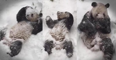 Giant Panda Has Adorable Reaction To Snow