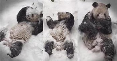 Giant Panda Has Adorable Reaction To Snow 