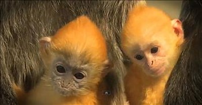Baby Langurs At The Zoo Will Give You ALL The Feels! 