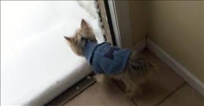 Yorkie Wants Nothing To Do With The Snow 