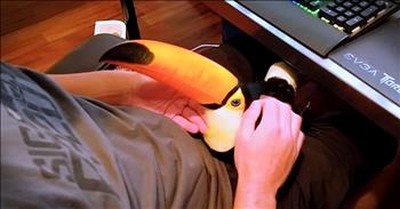 Toucan Acting Like A Dog Will Make Your Day! 