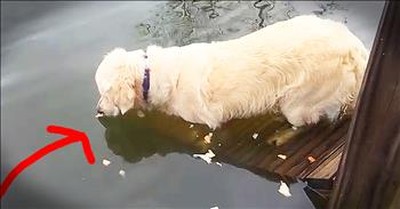 Patient Dog Scores A BIG Catch! 