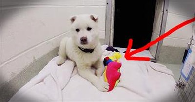 Dog Rescued From Meat Farm Receives First Toy 