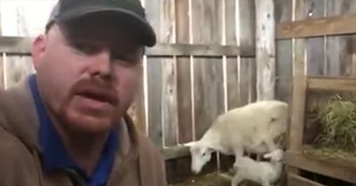 Farmer Shares Modern Day Parable Of Lamb And Shepherd