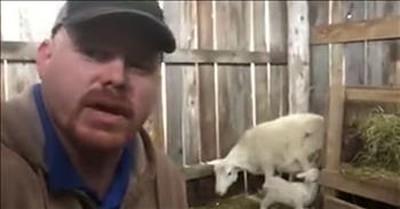 Farmer Shares Modern Day Parable Of Lamb And Shepherd 
