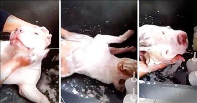 Happiest Pitbull Taking A Bath Will Make Your Day 