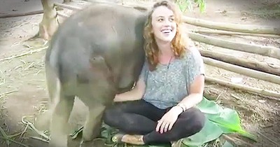 Baby Elephants Love To Sit On Human's Lap