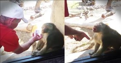 Baboon's Reaction To Magic Trick Is Hilarious! 