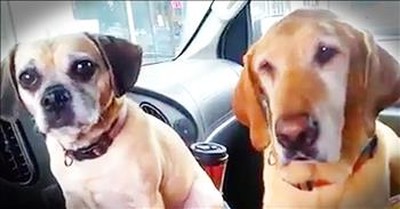 Dog Owner Always Gives Little Dog Treats First For A Hilarious Reason! 