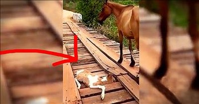 Kind Stranger Helps Rescue Baby Horse Trapped On Bridge 