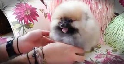 Fluffy Pomeranian Just Wants To Play 