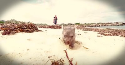 Orphaned Wombat Runs On Beach In Tasmania
